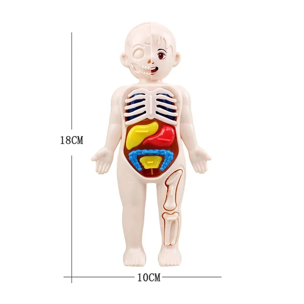 Montessori Human Body Anatomy Model Educational Toy
