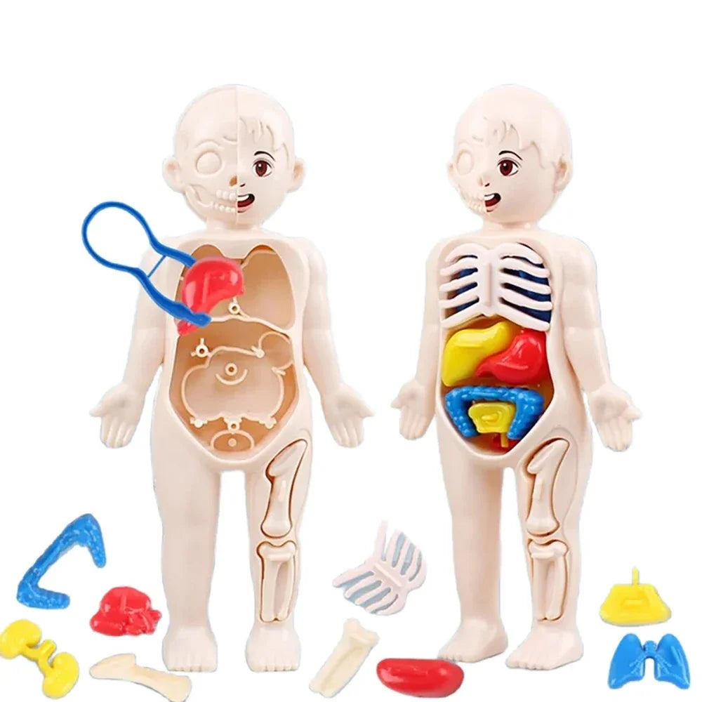 Montessori Human Body Anatomy Model Educational Toy