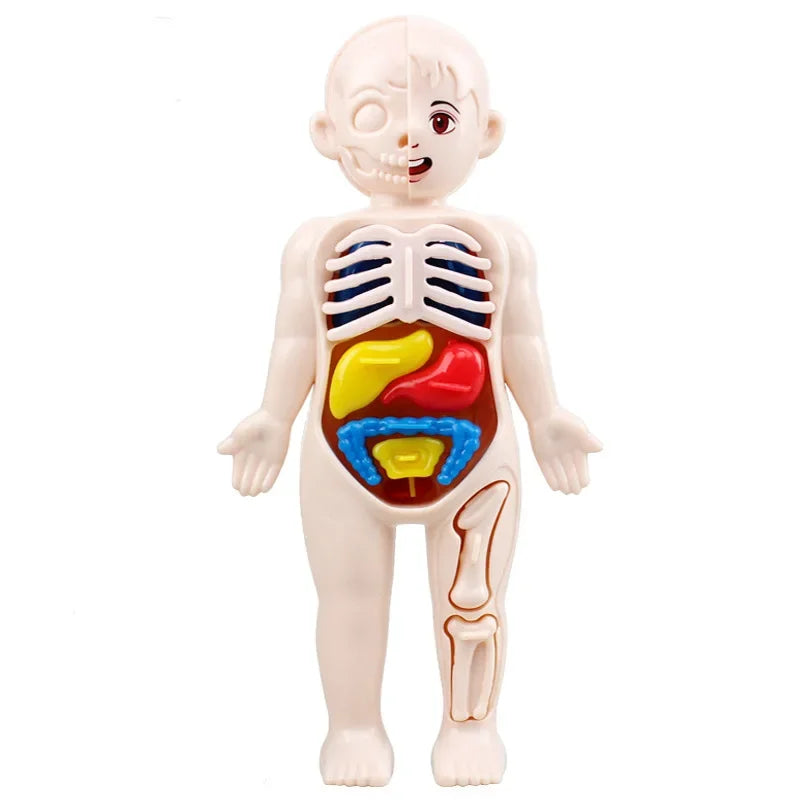 Montessori Human Body Anatomy Model Educational Toy