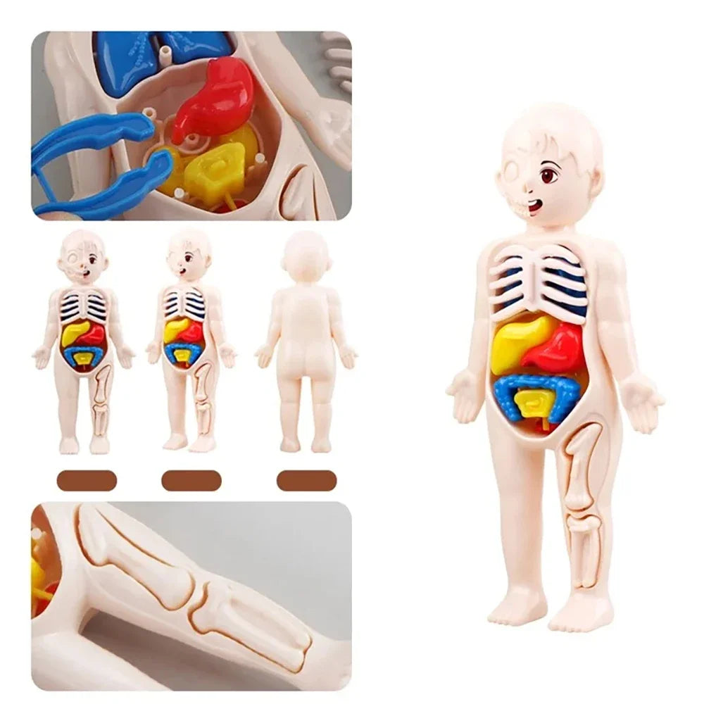 Montessori Human Body Anatomy Model Educational Toy