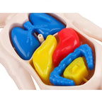 Montessori Human Body Anatomy Model Educational Toy