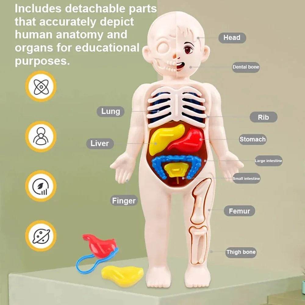 Montessori Human Body Anatomy Model Educational Toy