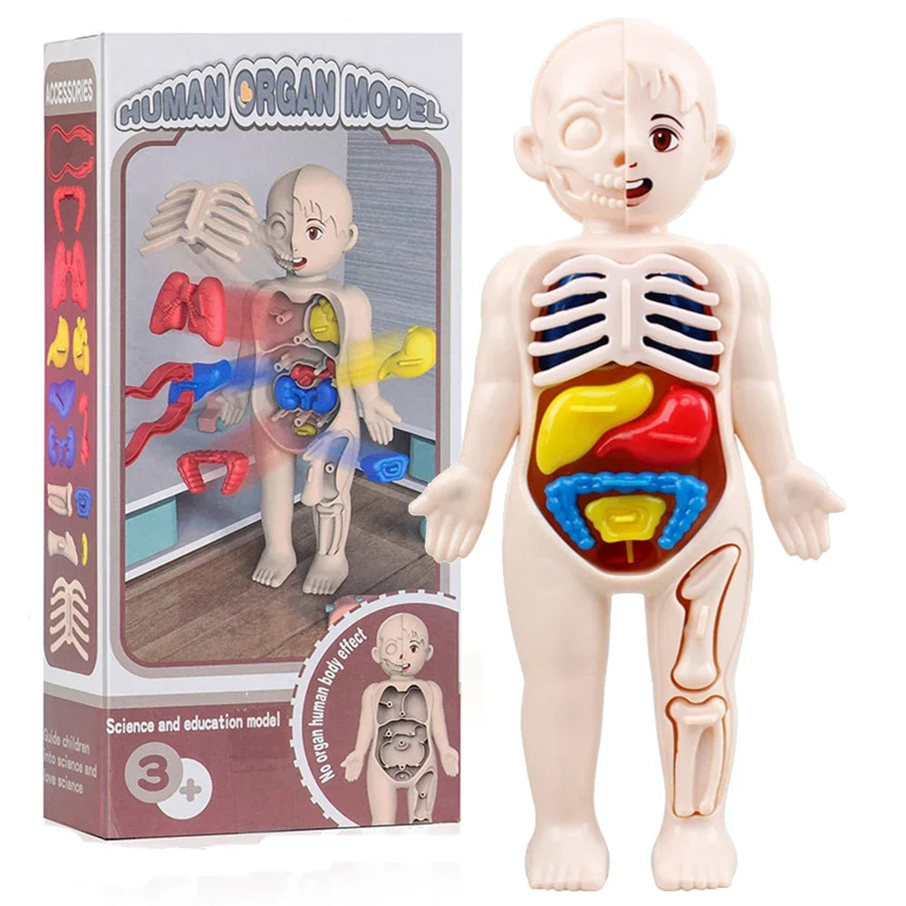 Montessori Human Body Anatomy Model Educational Toy