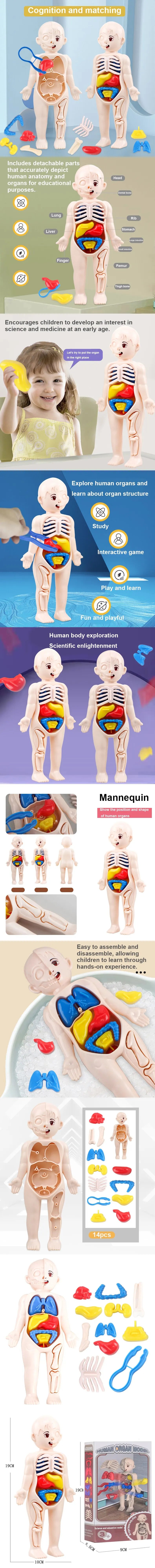 Montessori Human Body Anatomy Model Educational Toy